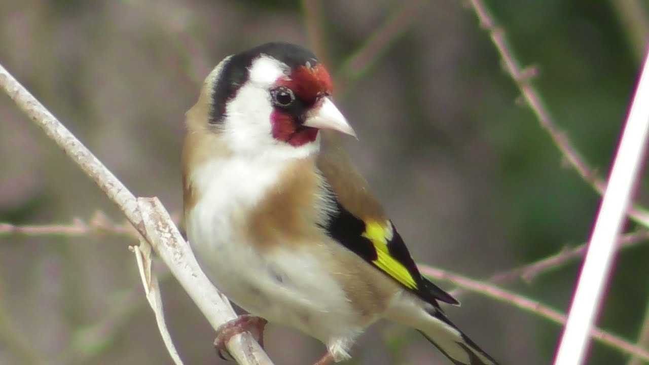 Finches at the pond ; Finken amT&uuml;mpel ; Fringillidae la iaz