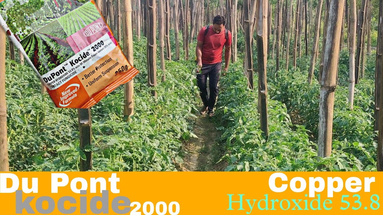 Copper Hydroxide 53.8% | DuPont Kocide 2000 | Contact Fungicide | Praveen Thakur