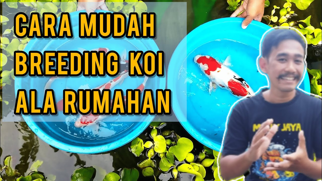 CARA MUDAH BREEDING IKAN KOI ALA RUMAHAN. TERBUKTI BERHASIL! | KOI HOME BREEDING (Part 1)