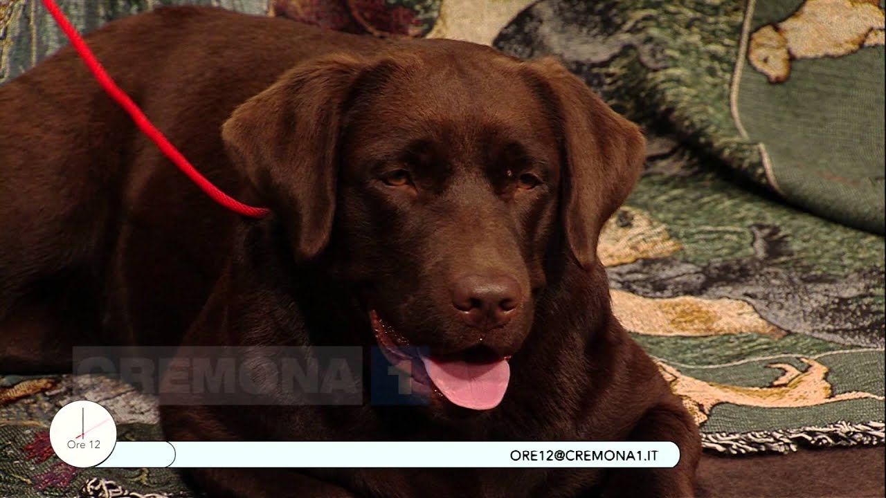 A Ore12 Fulvia Grassi presenta l'allevamento Fiocchi e Gocce Labrador