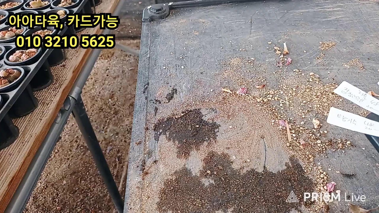 3 월16일3부 소송록 해씨 .크림포토디움,에케  종류    ~굿모닝~~~~