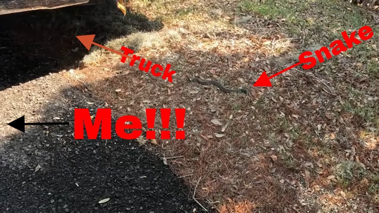 A Snake was Tailgating My Truck!