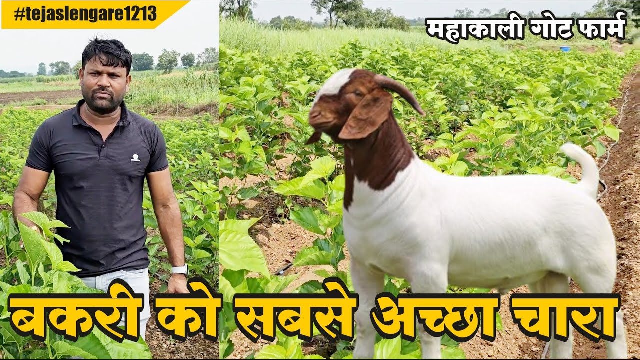 बकरी को सबसे अच्छा चारा | MAHAKALI GOAT FARM BAMNI | #goat #farmer #goatfarm #agriculture #goatfarm