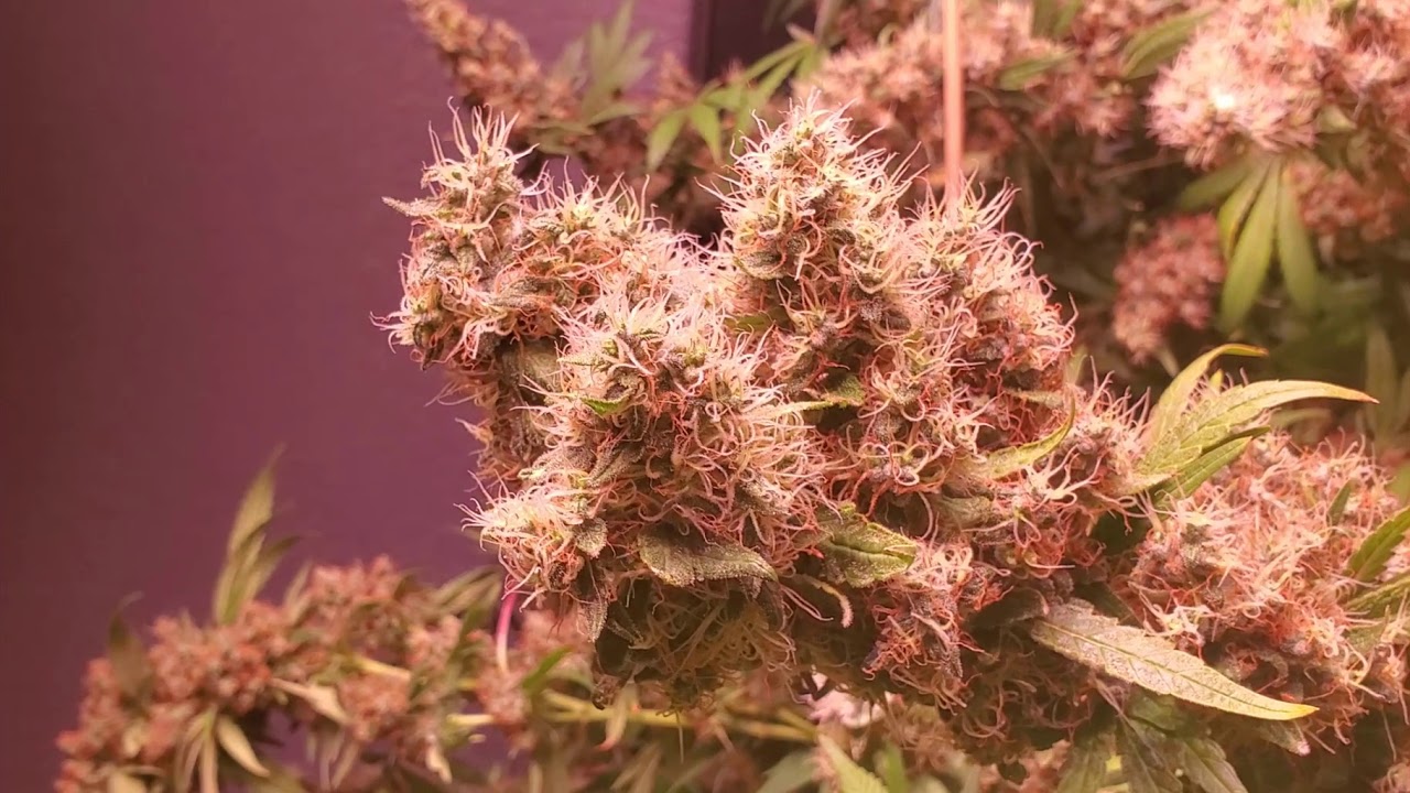 Day 64 Carnival Grow- Nugs getting hard