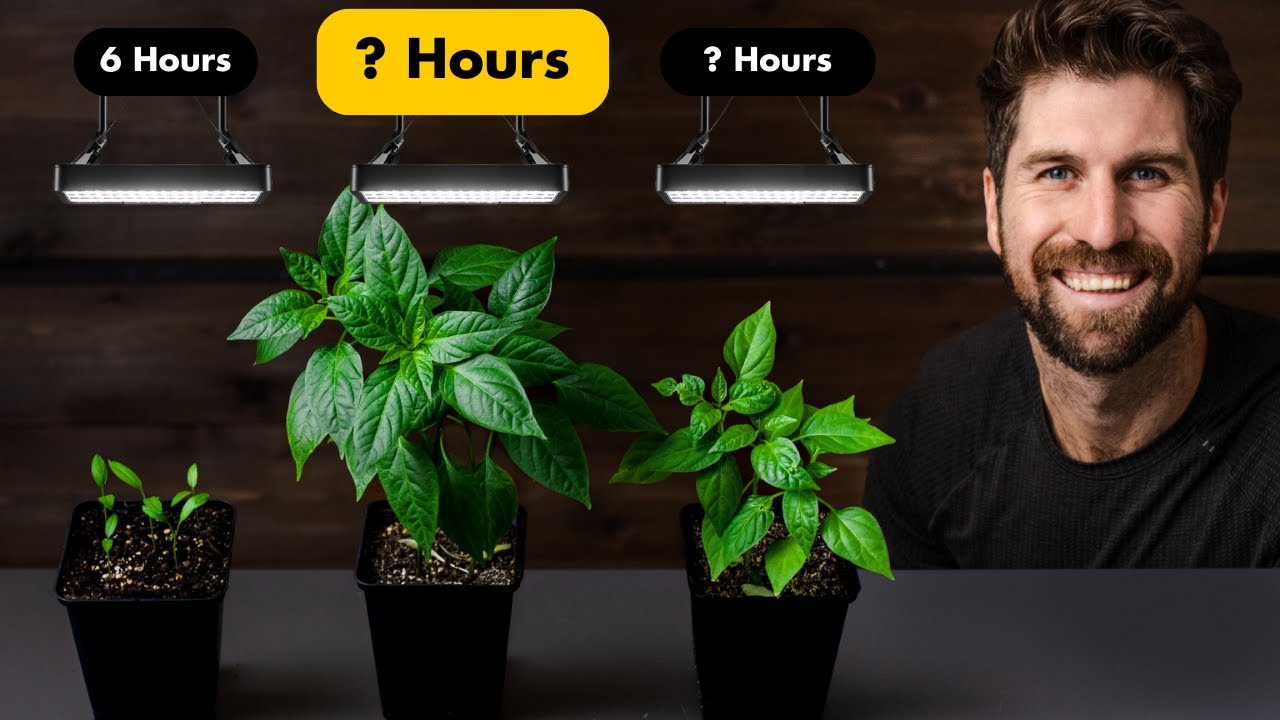 6hrs vs 24hrs: How Many Hours of Light Do Seedlings Need to Thrive?