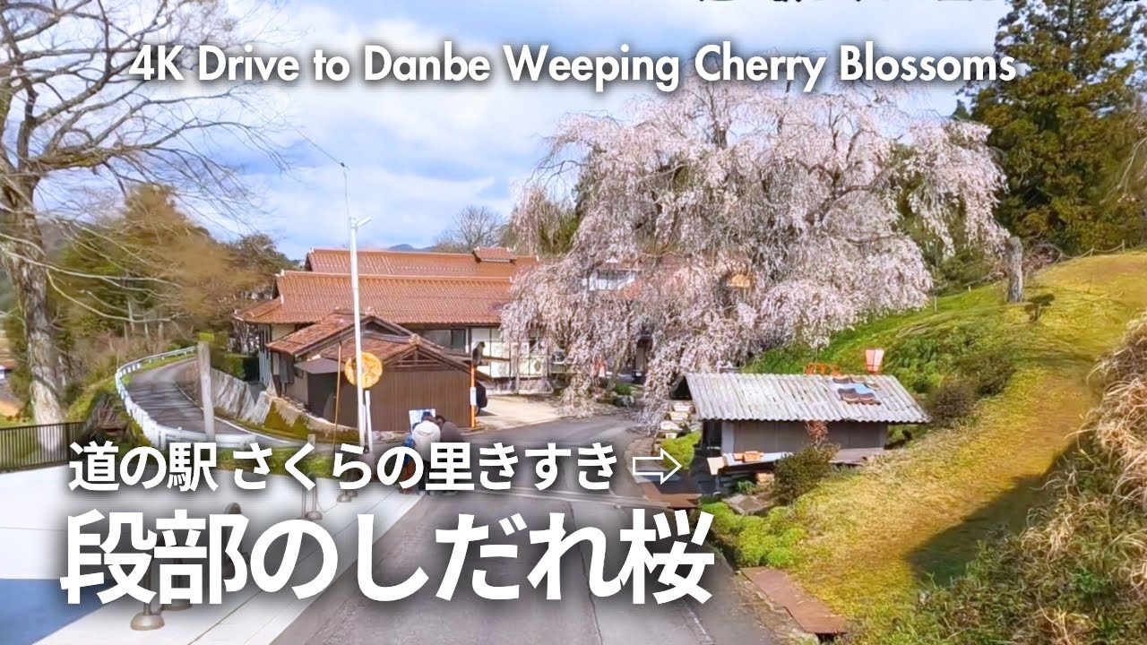 4K 雲南市にある樹齢300年の枝垂桜まで【車載 ドライブ】
