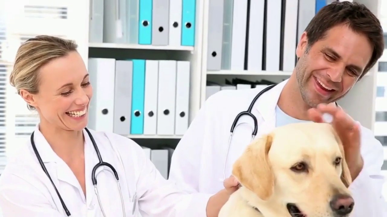 Vet Candy makes connecting with veterinary professionals easy.