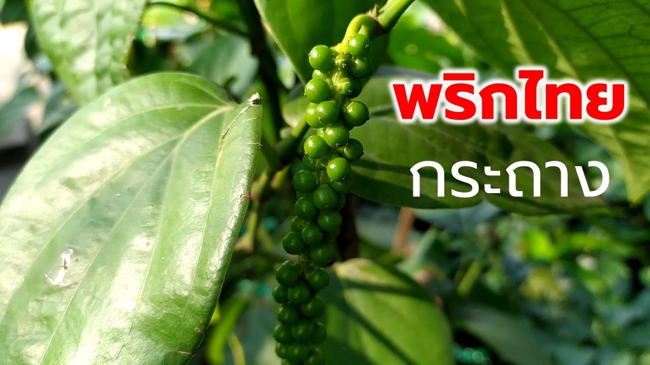 มีกินตลอดปี ปลูกพริกไทยใส่กระถาง (Potted pepper) Farm Station