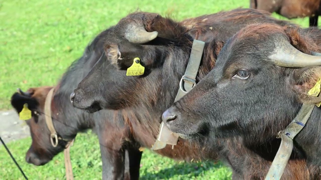 Highland Cattle Close-Up | See Why They're So Hairy