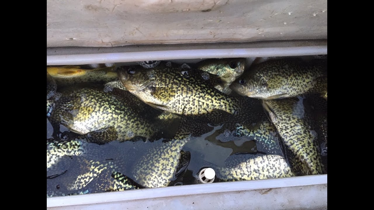 California Delta New Years Crappie frenzy