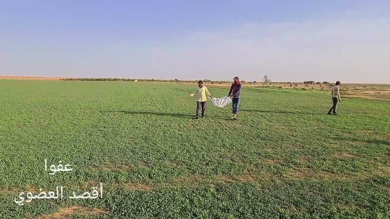 تجربة نثر سماد الدواجن على البرسيم الجزء الأول