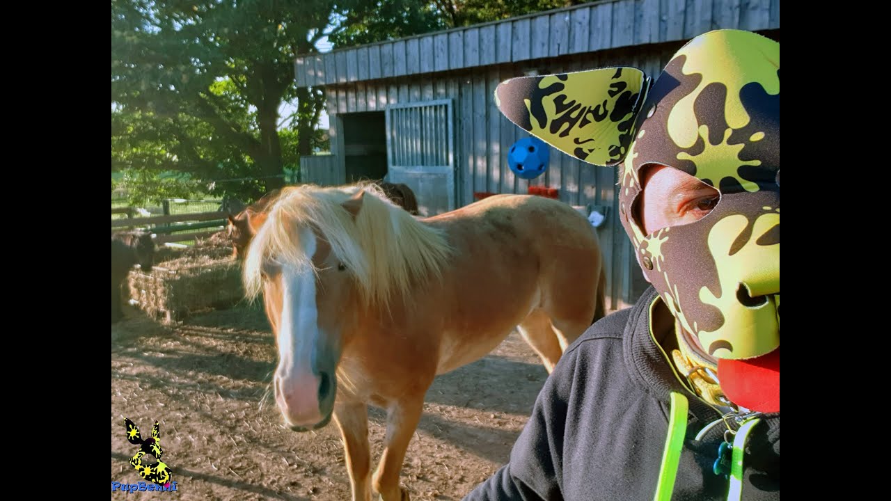 Unsere kleine Pony/Pferde-Farm (🟡Human Pupplay🟡) #shorts #pupplay