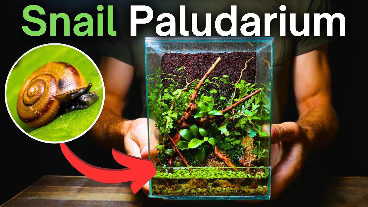 Building An Ecosystem For Tiny Snails!