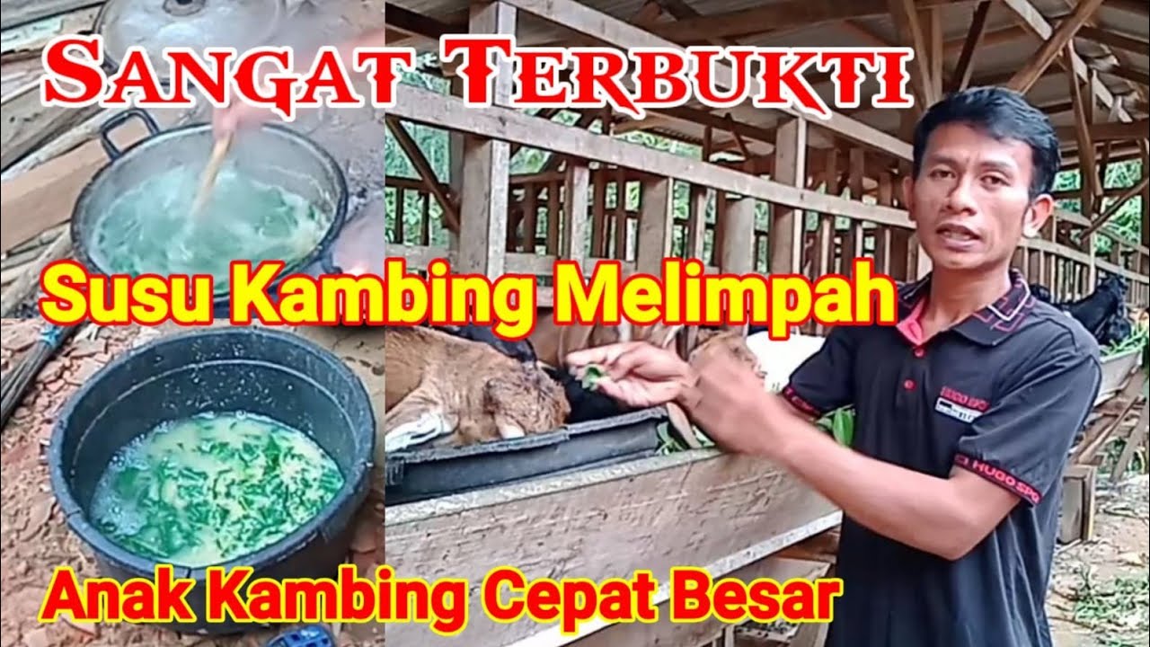 Cara Agar Susu Kambing Banyak.!! Agar Anak Kambing Cepat Besar
