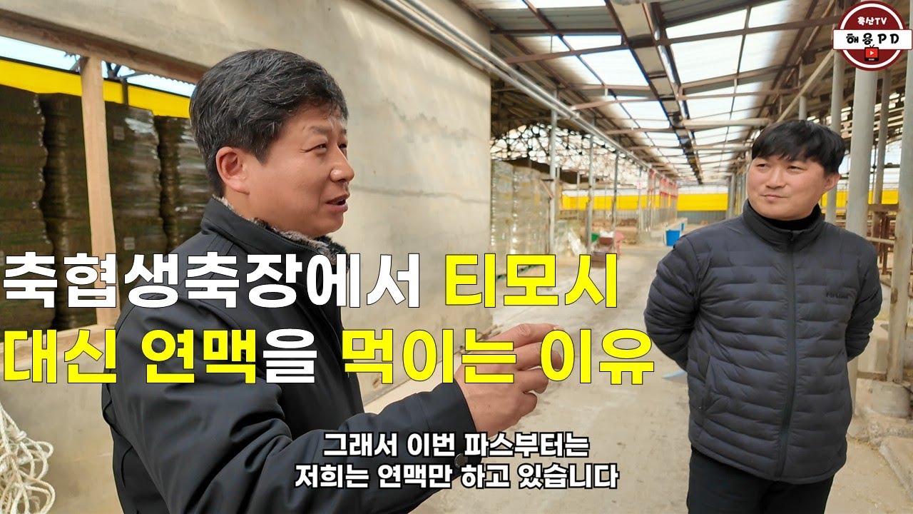 축협 생축장에서 티모시 대신 연맥을 먹이는 이유(경산축협 생축장)