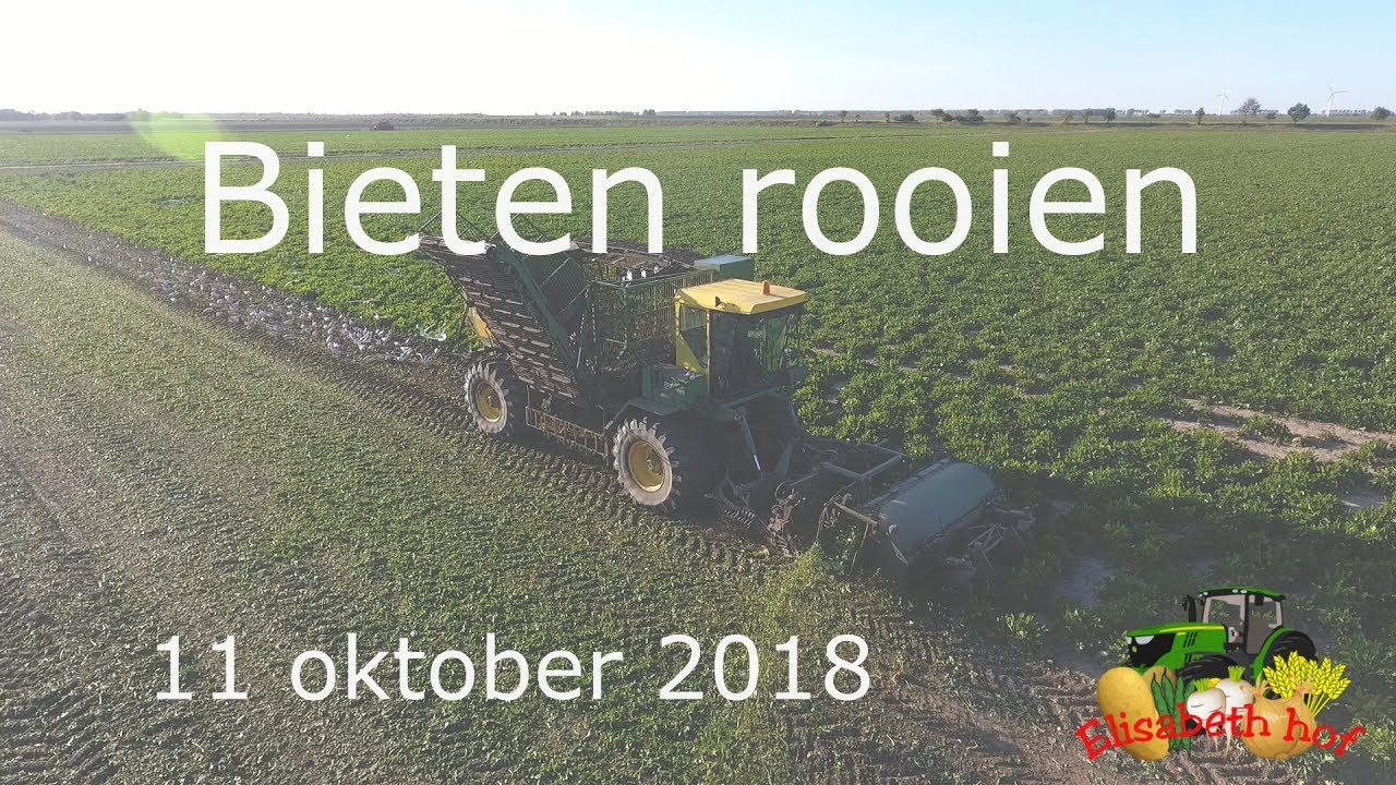 Suikerbieten rooien | Loonbedijf Testers | 11 oktober 2018 | Elisabeth hof Dinteloord