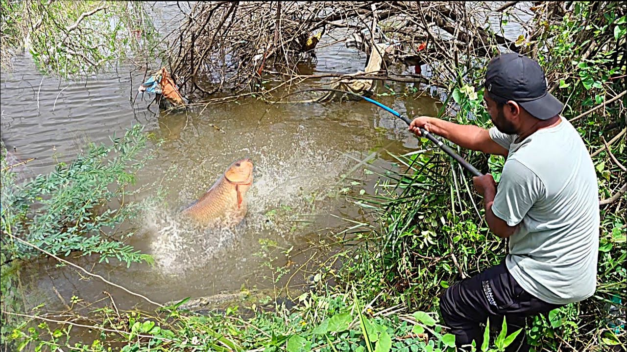 Amazing fishing|| sathish fishing|big rohu fishing|catching the rohu fishes