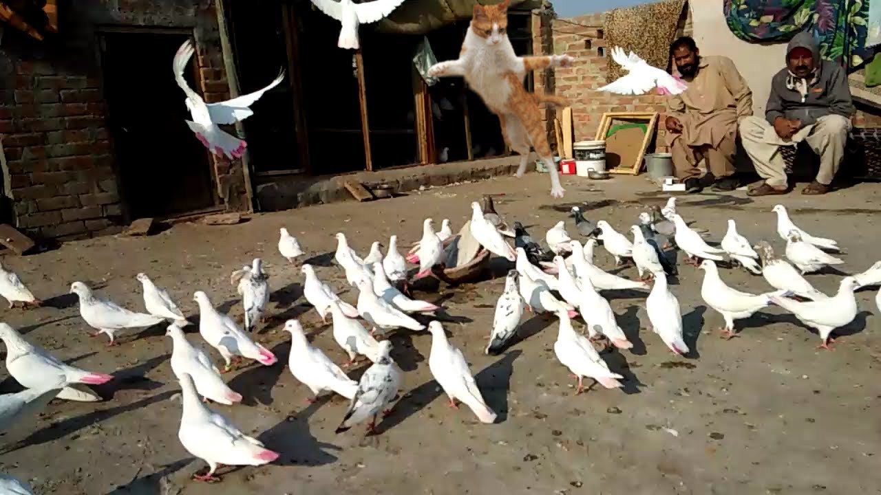 Chatri wale Kabootar| all setup| for sale| cheap rate| 03478798579🔜[faisalabad pigeons]