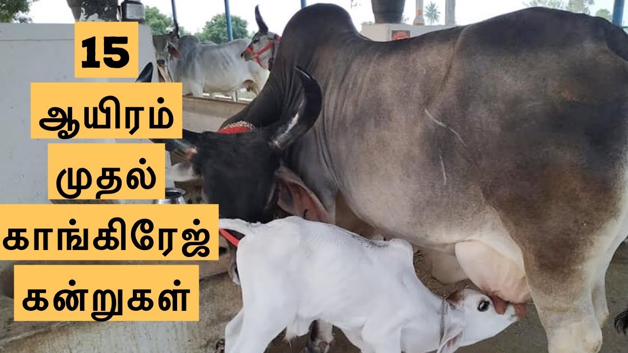 15 ஆயிரம் முதல் காங்கிரேஜ் கன்றுகள் | Cost of Kankrej Calves