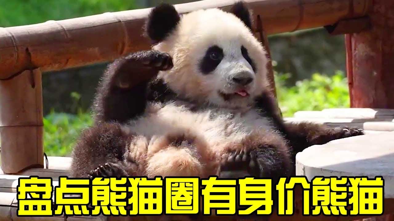 盤點熊貓圈有身價熊貓，莽小五的飛機模型被沒收，沒想隔天又直接送個新的！【辣豆娱乐】