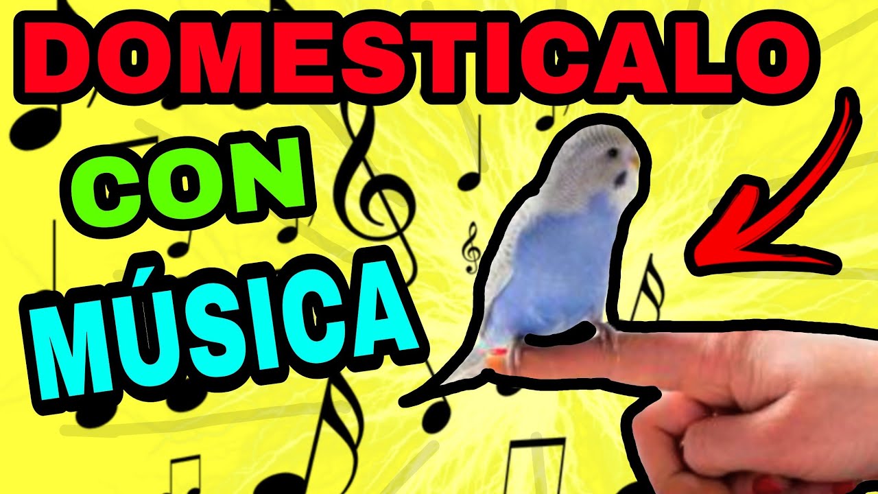 DOMESTICA A TU PERIQUITO CON AYUDA DE ESTE AUDIO
