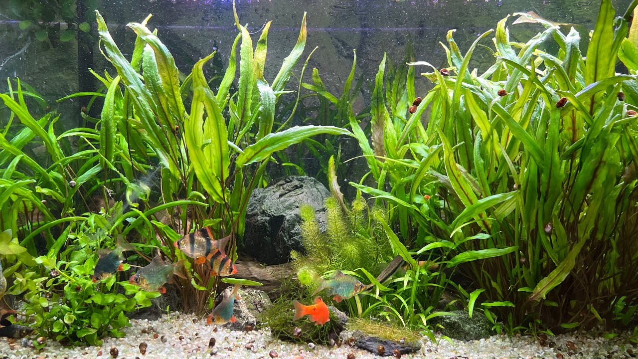 Детальне знайомство з моїм акваріумом на 120 літрів #aquarium #fish #fishtank #aquascape #hobby #fun