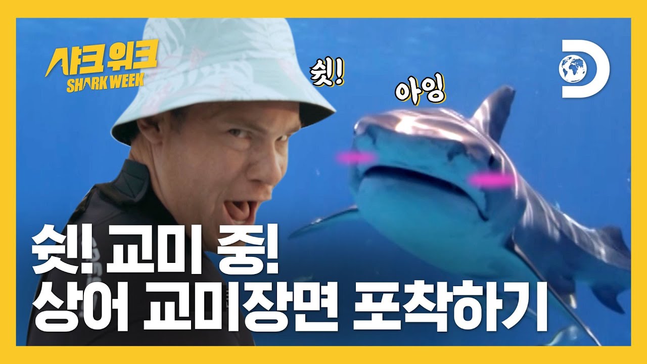 흥미로운 짝짓기 생활😉 상어의 짝짓기 핫스팟 찾기 [샤크 위크 : 상어의 비밀 은신처]