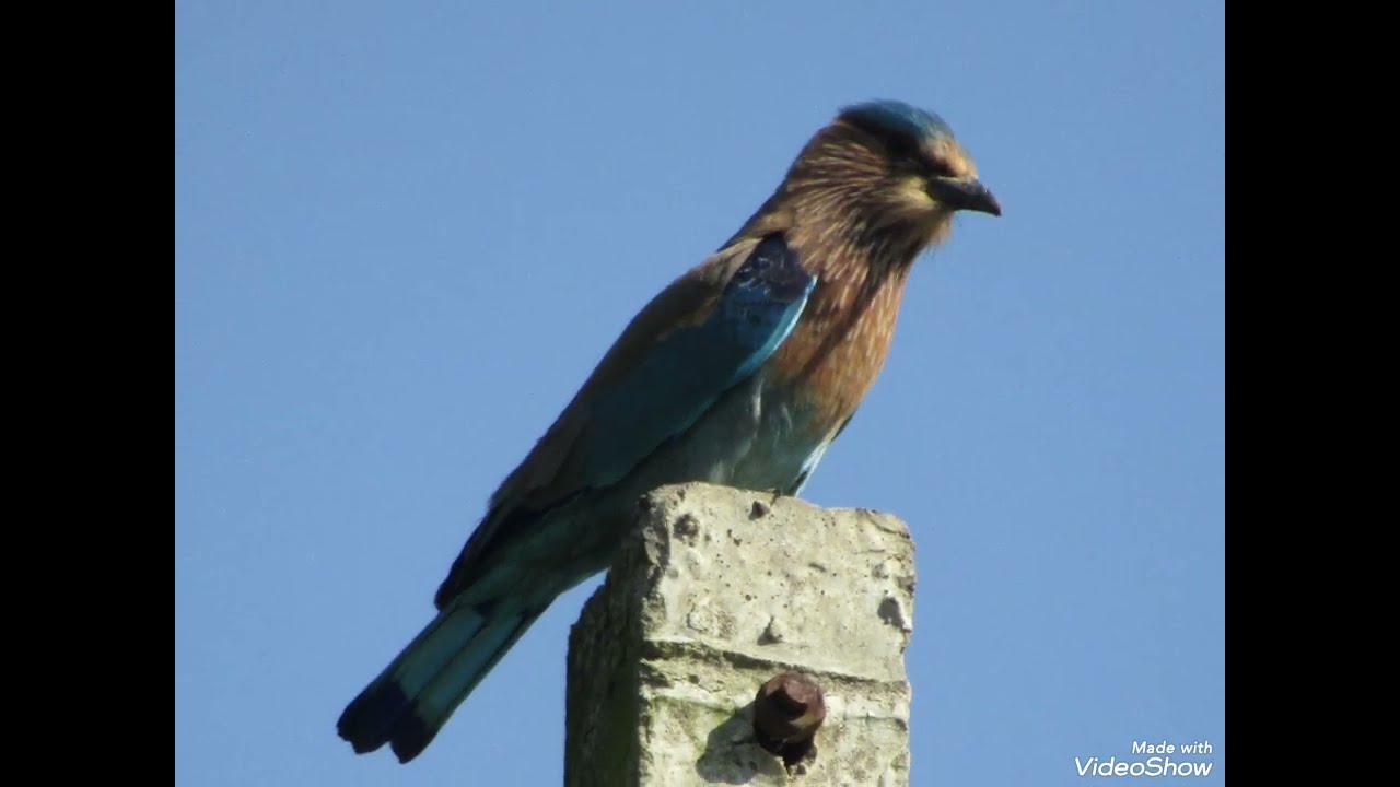 indian roller | indian roller bird | #neelkanth # 4