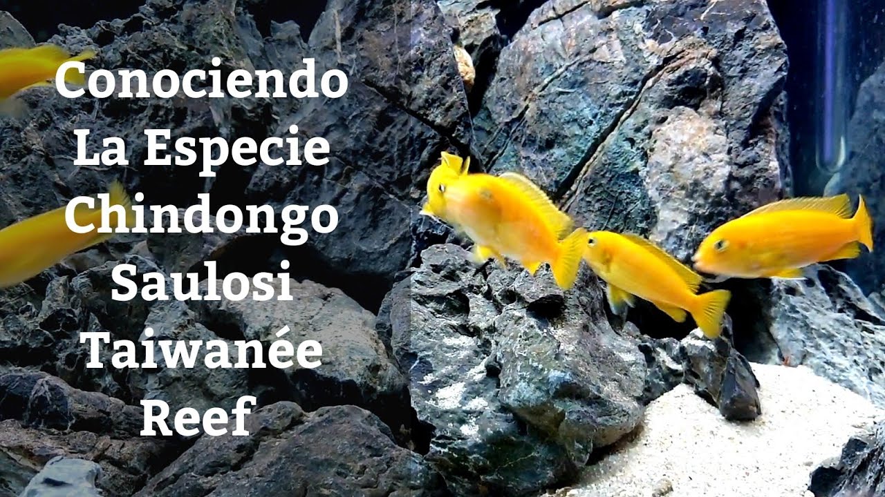 🔵 Cíclidos Mbunas Del Lago Malawi,Chindongo Saulosi,Biotopo Taiwanée Reef (Acuarios MB)