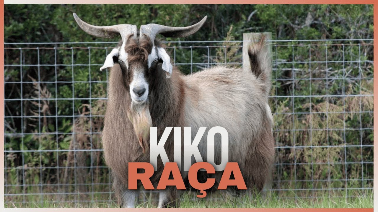 Tudo Sobre a Ra&ccedil;a de Caprinos Kiko: O Que Todo Criador Precisa Saber!