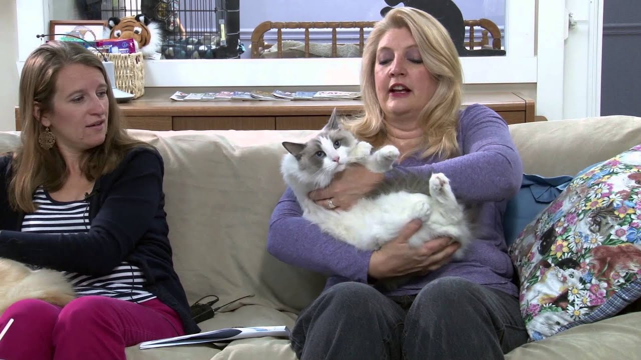 Cat Chat - Ragdolls