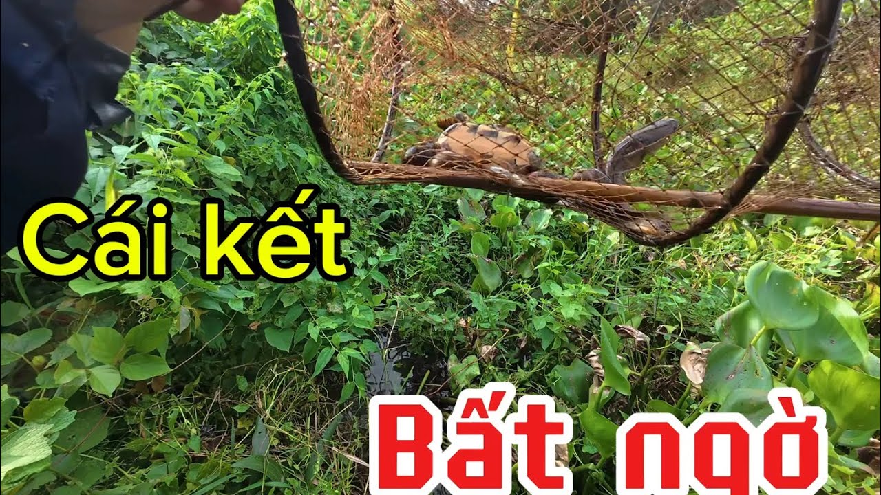 Thăm Lờ Lụm Luôn Em Rùa| Nổi Ám Ảnh Khi Lội Ruộng