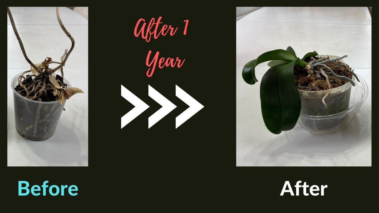 Bringing Back To Life Your Stem and  Root Rotted Orchids After 1 Year