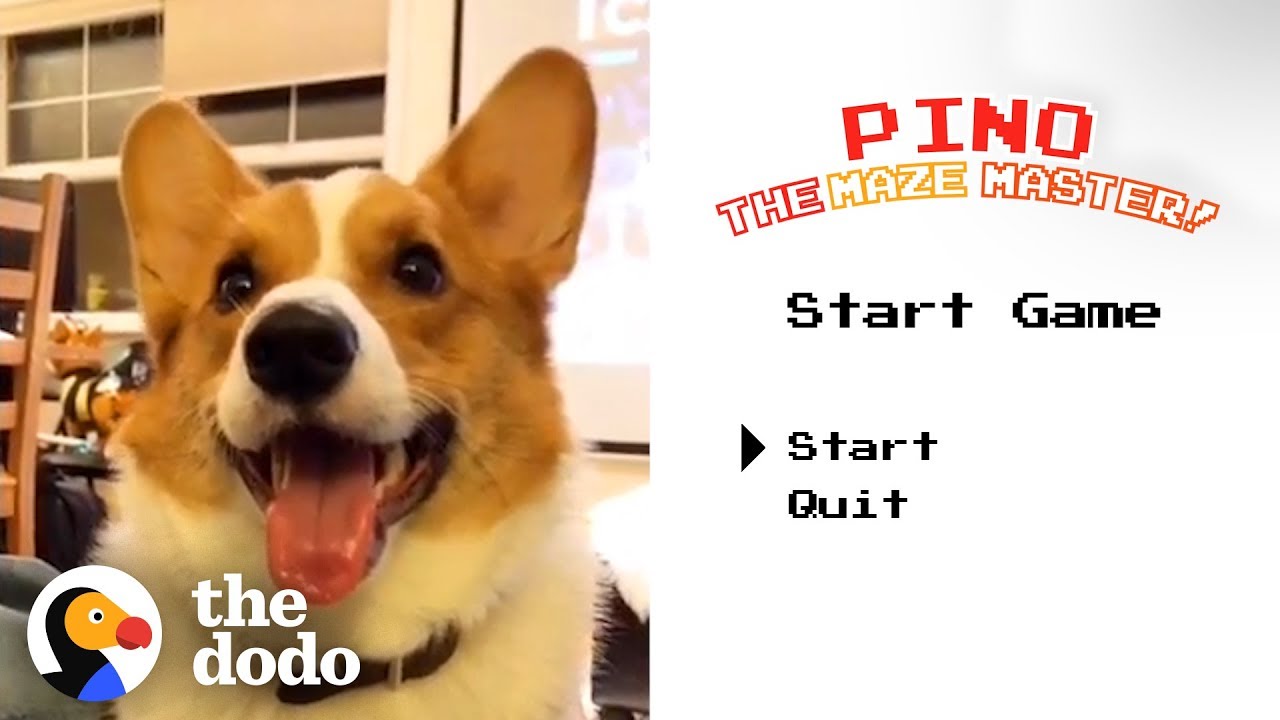 Corgi Can Find His Way Through Any Maze | The Dodo