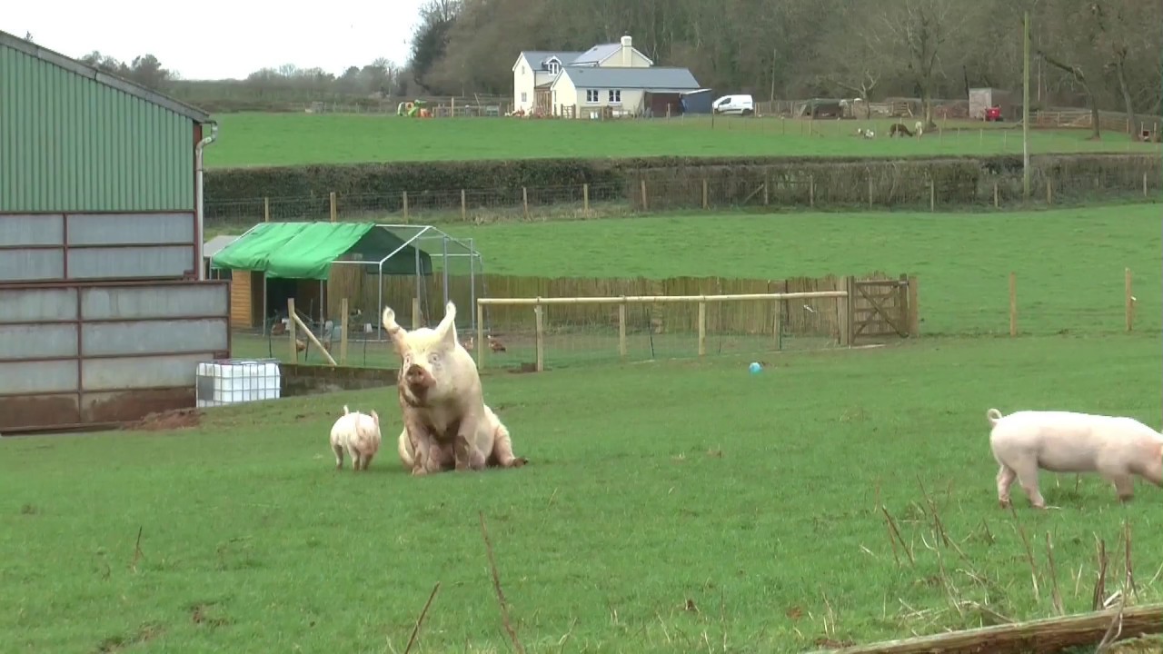 Dance of Joy!: watch this rescue sow experience the outside for the first time!