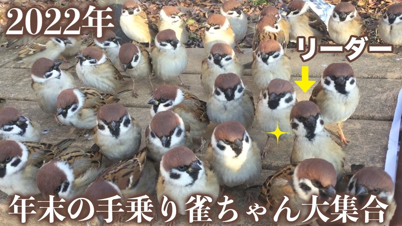 全員カメラ目線でごはんを待つ手乗りスズメちゃん。激おこ納めも！【手乗りスズメがいっぱい！34】Hand tame sparrow