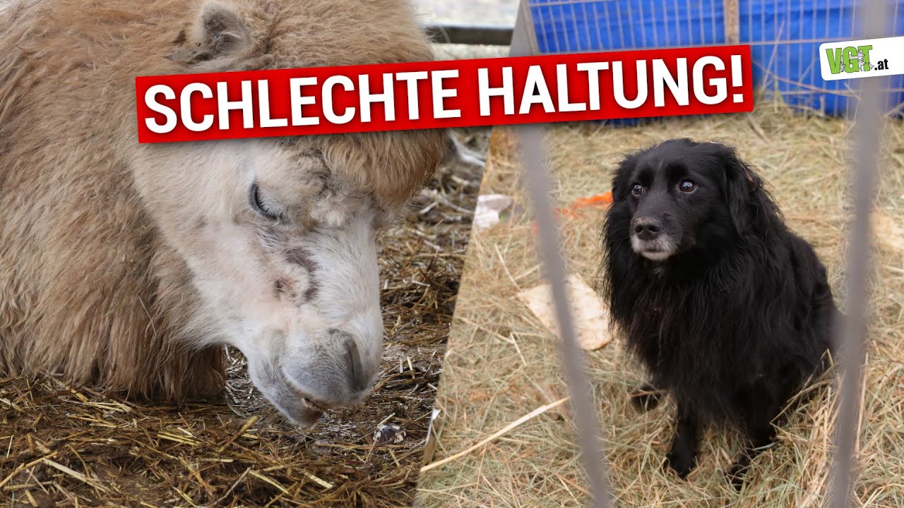 Zirkus l&auml;sst Tiere leiden! Miserable Haltung aufgedeckt