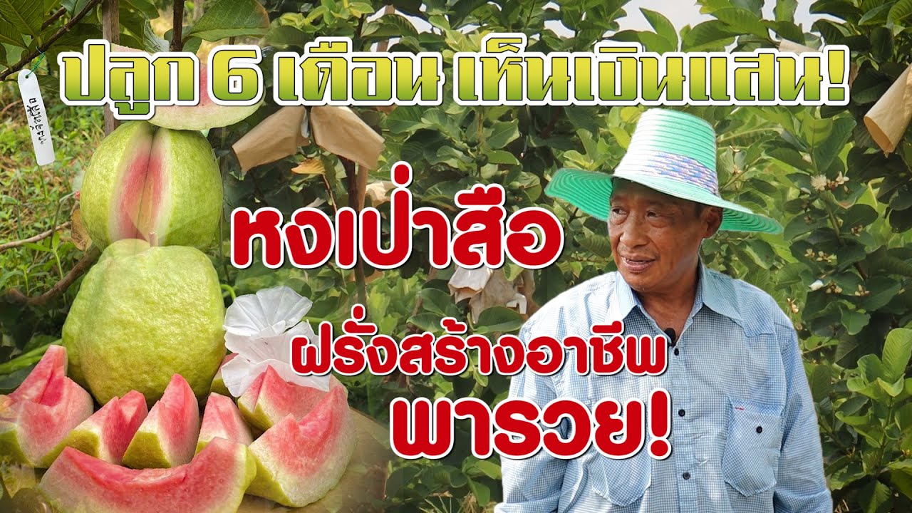 ปลูก 6 เดือนเห็นเงินแสน 