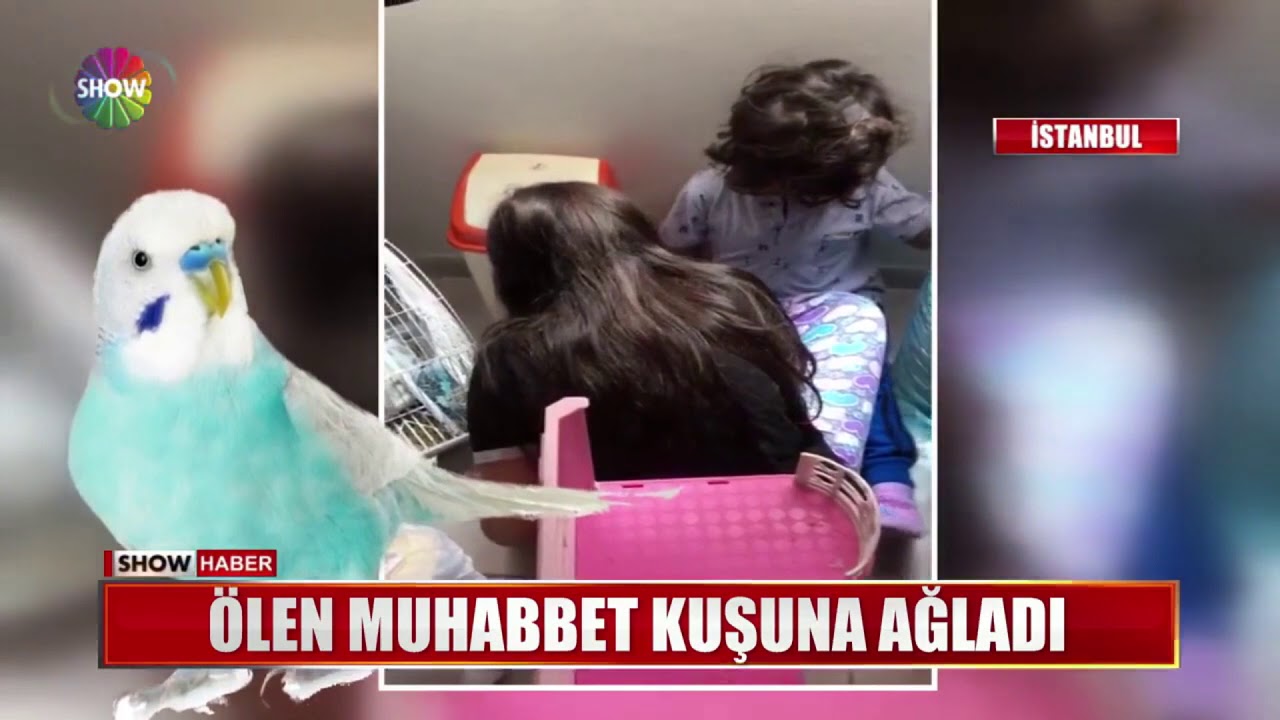 Ölen muhabbet kuşuna ağladı