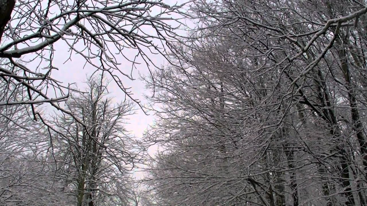 January 26, 2011 at Grandfather Mountain