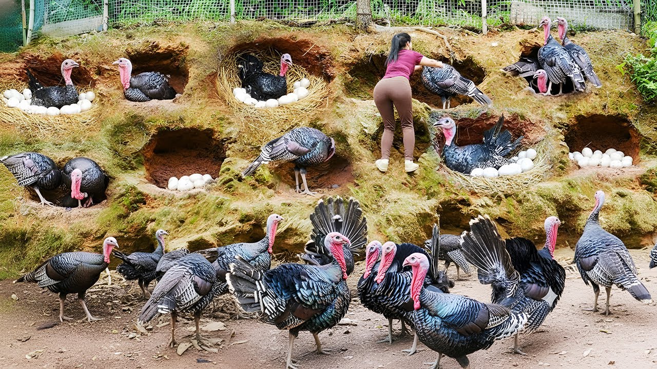 REWIND TIMELAPSE – 266 Days Harvesting Big Turkeys & Thousands of Eggs – Full Truck to Market Sell