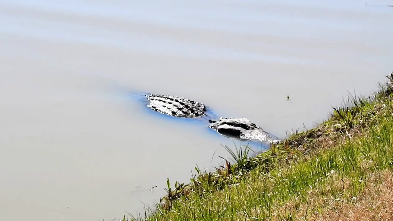 ALLIGATORS & BIRDS IN THE BUFFALO BAYOU