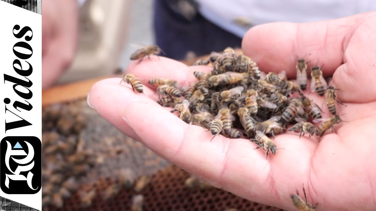 Hatta Honey, Middle East's first queen bee rearing station opens