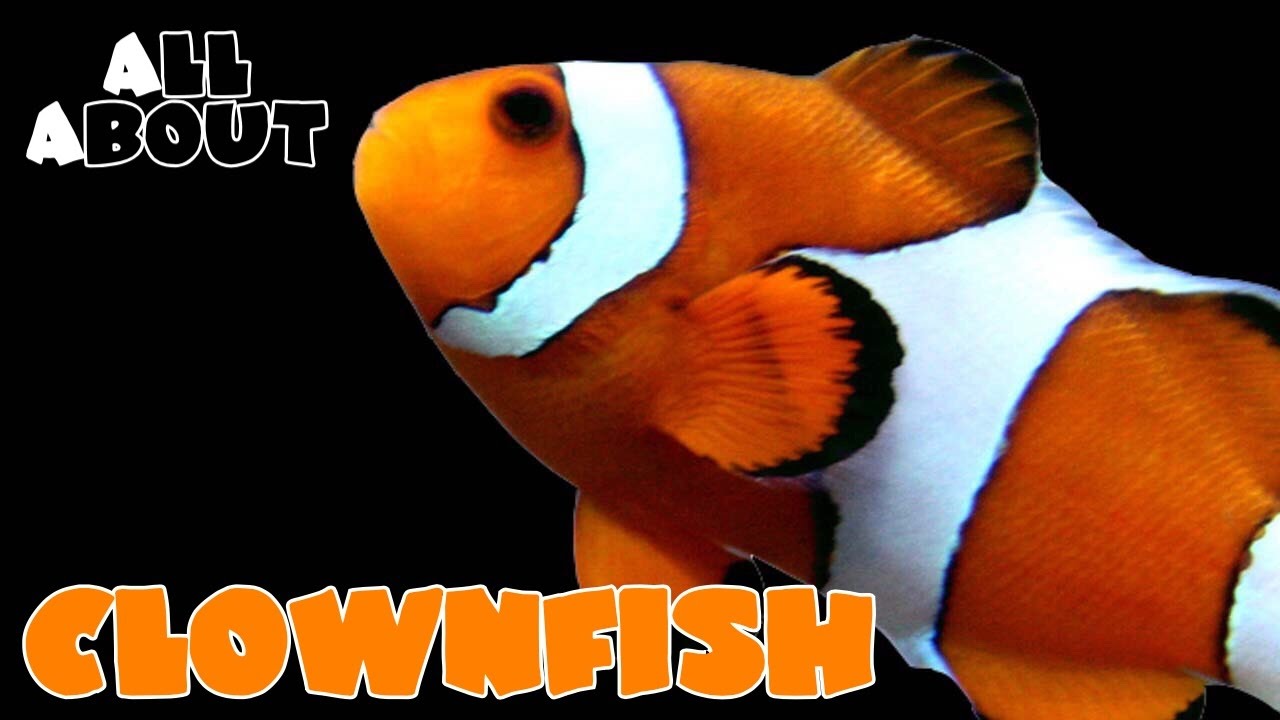 All About The Percula or Ocellaris Clownfish