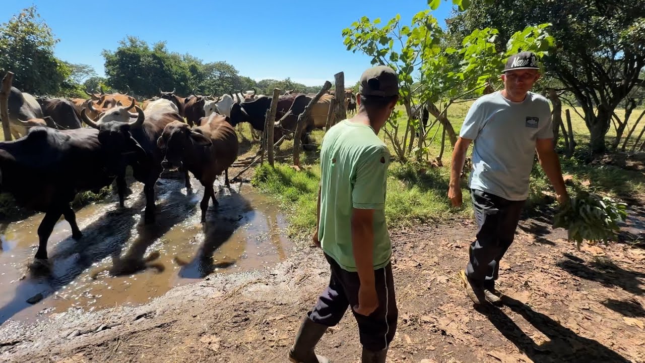 Sacando las vacas para enchiquerar los chivos 