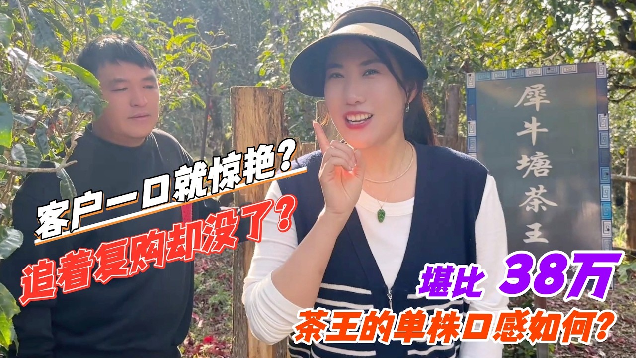 客戶壹口就驚艷？追著復購卻沒了？堪比38萬茶王的單株口感如何？#普洱茶 #茶文化 #古树茶 #te #茶葉 #普洱茶wechat #茶 #茶叶 #茶生活 #喝茶 #品茶 #泡茶  #古樹茶
