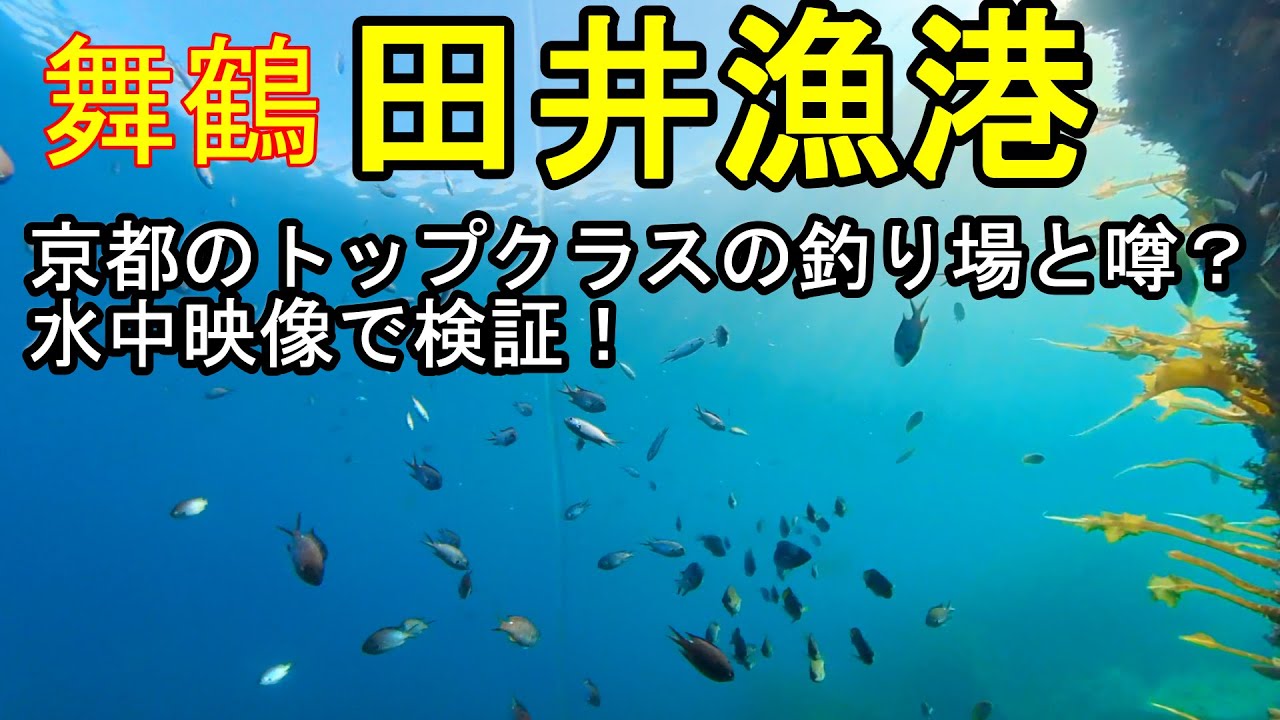 舞鶴の田井漁港の釣りと水中映像。京都トップクラスの釣り場の噂を検証してきました。