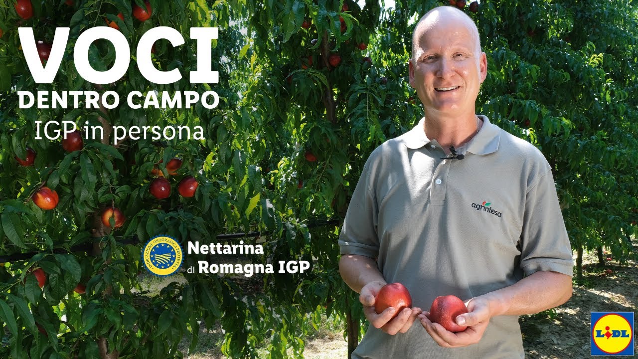 VOCI DENTRO CAMPO: Nettarina di Romagna IGP | Lidl Italia