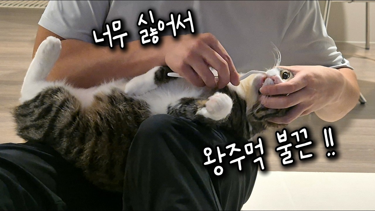 아무리 싫어도 아빠한테 왕주먹을 쥐어??