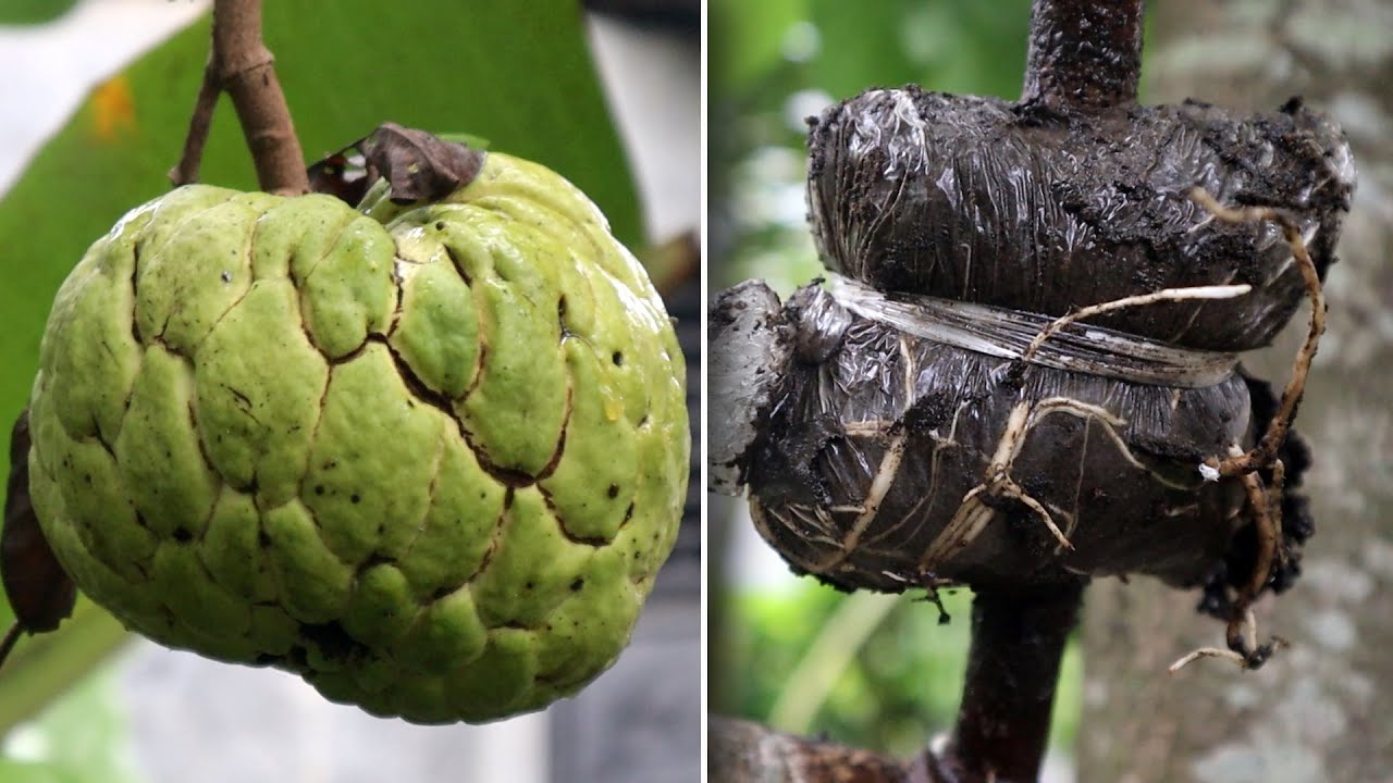 Wow you can cloning sugar apple by air layering